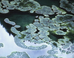 algae